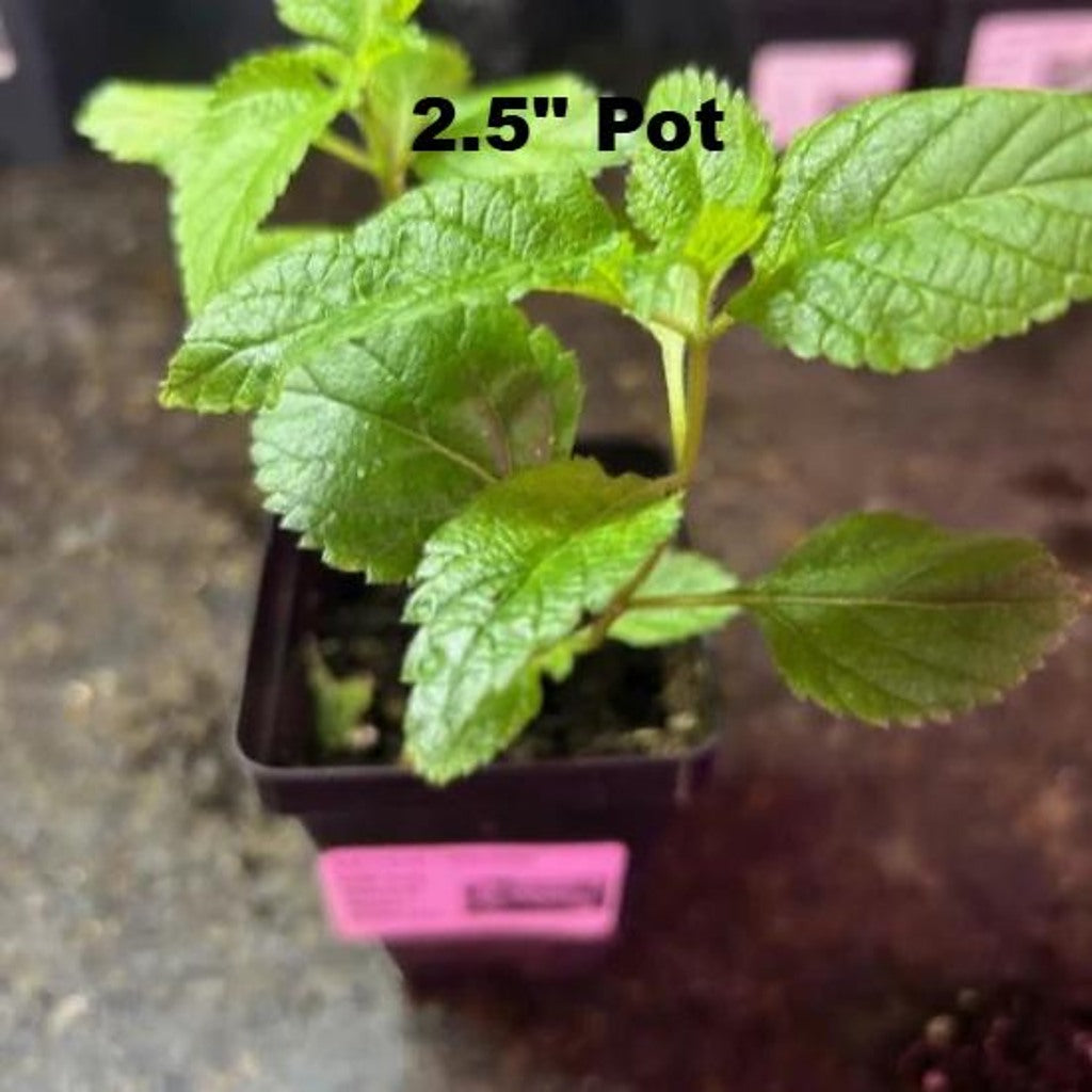 Mozelle Hardy Lantana Live Plant