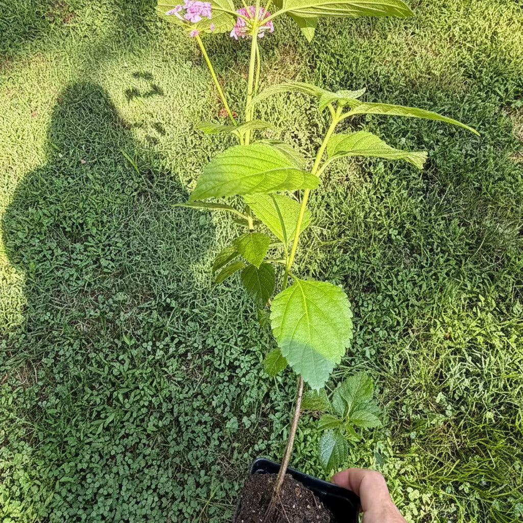 Mozelle Hardy Lantana Live Plant