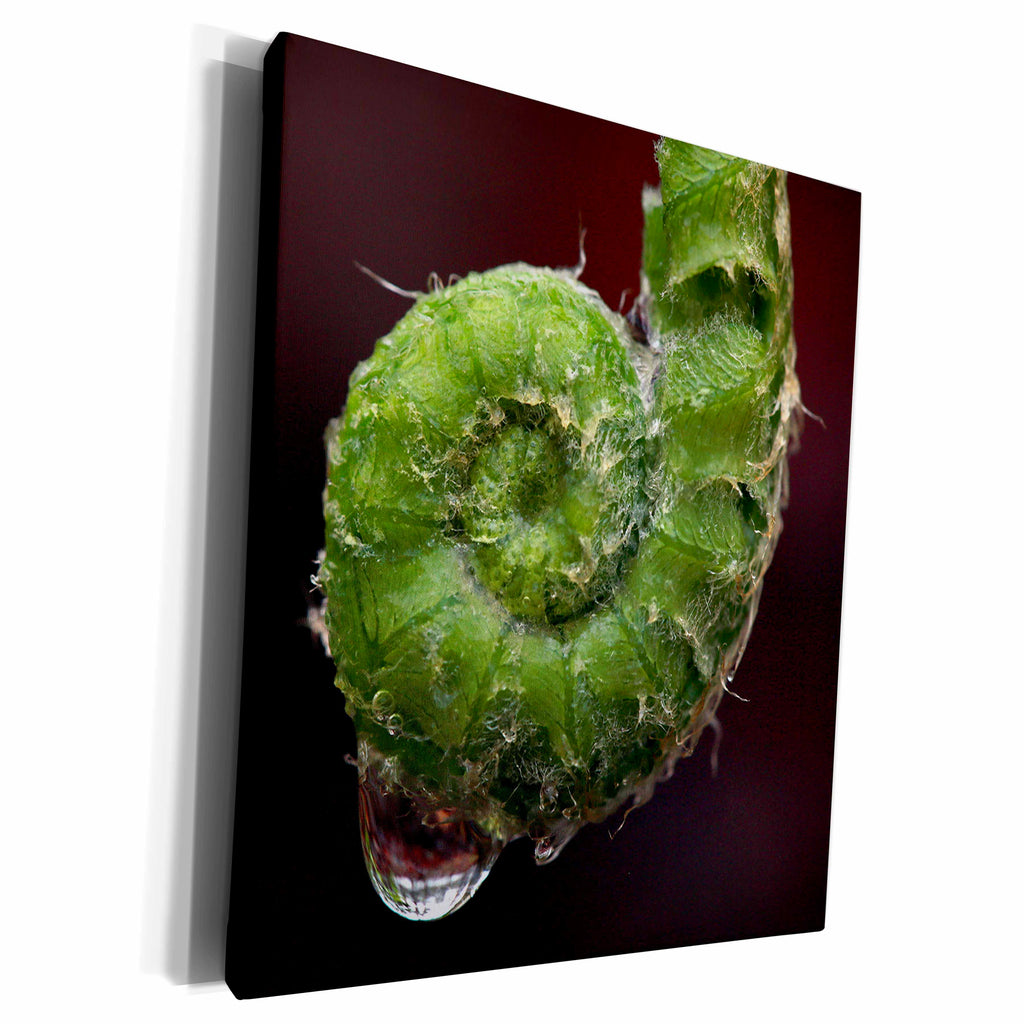 3dRose Macro of a fern frond unfurling with a raindrop... - Museum Grade Canvas Wrap (cw_350240)