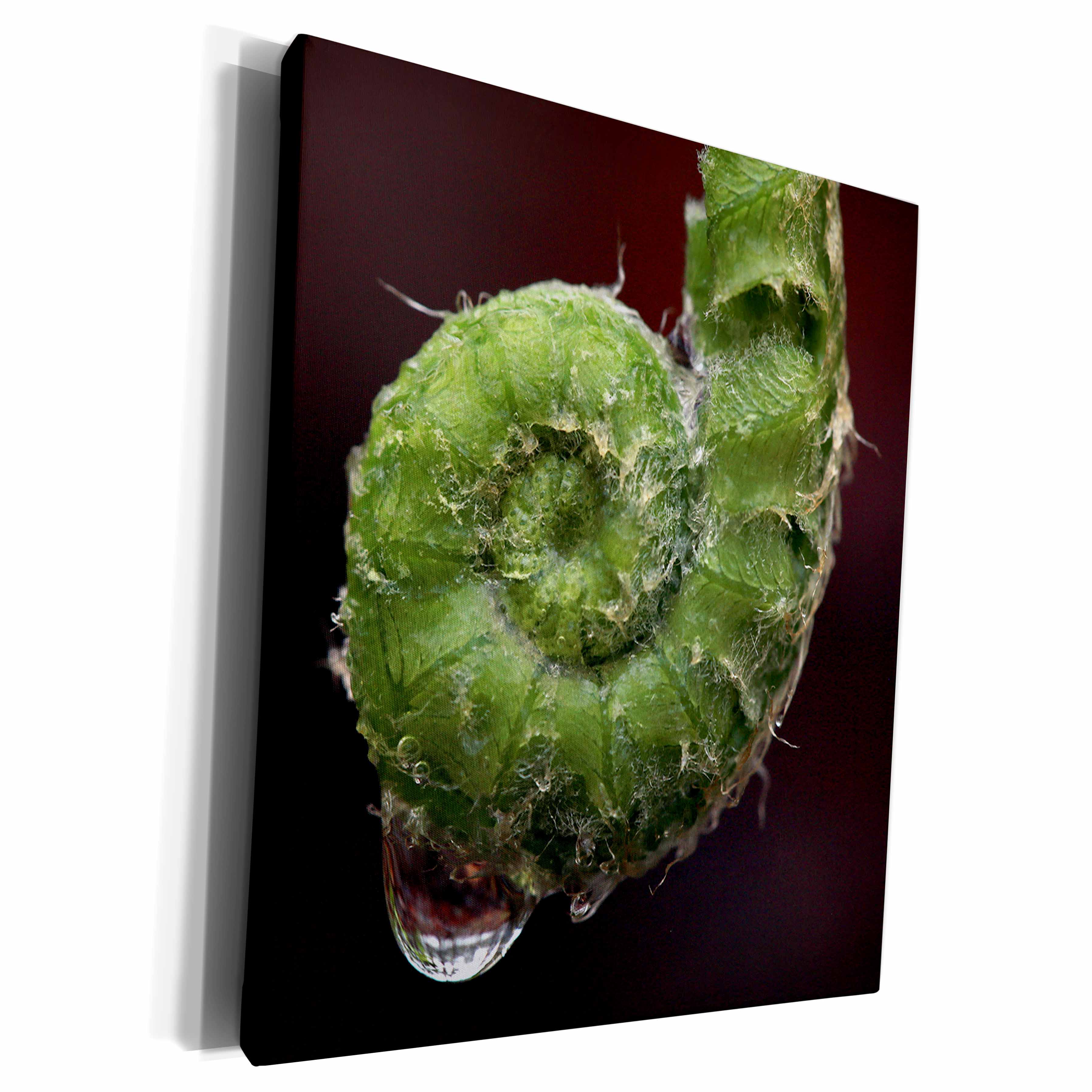 3dRose Macro of a fern frond unfurling with a raindrop... - Museum Grade Canvas Wrap (cw_350240)