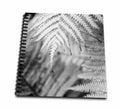 3dRose DanitaDelimont - Flora - Fern. - Drawing Books (db-380462)