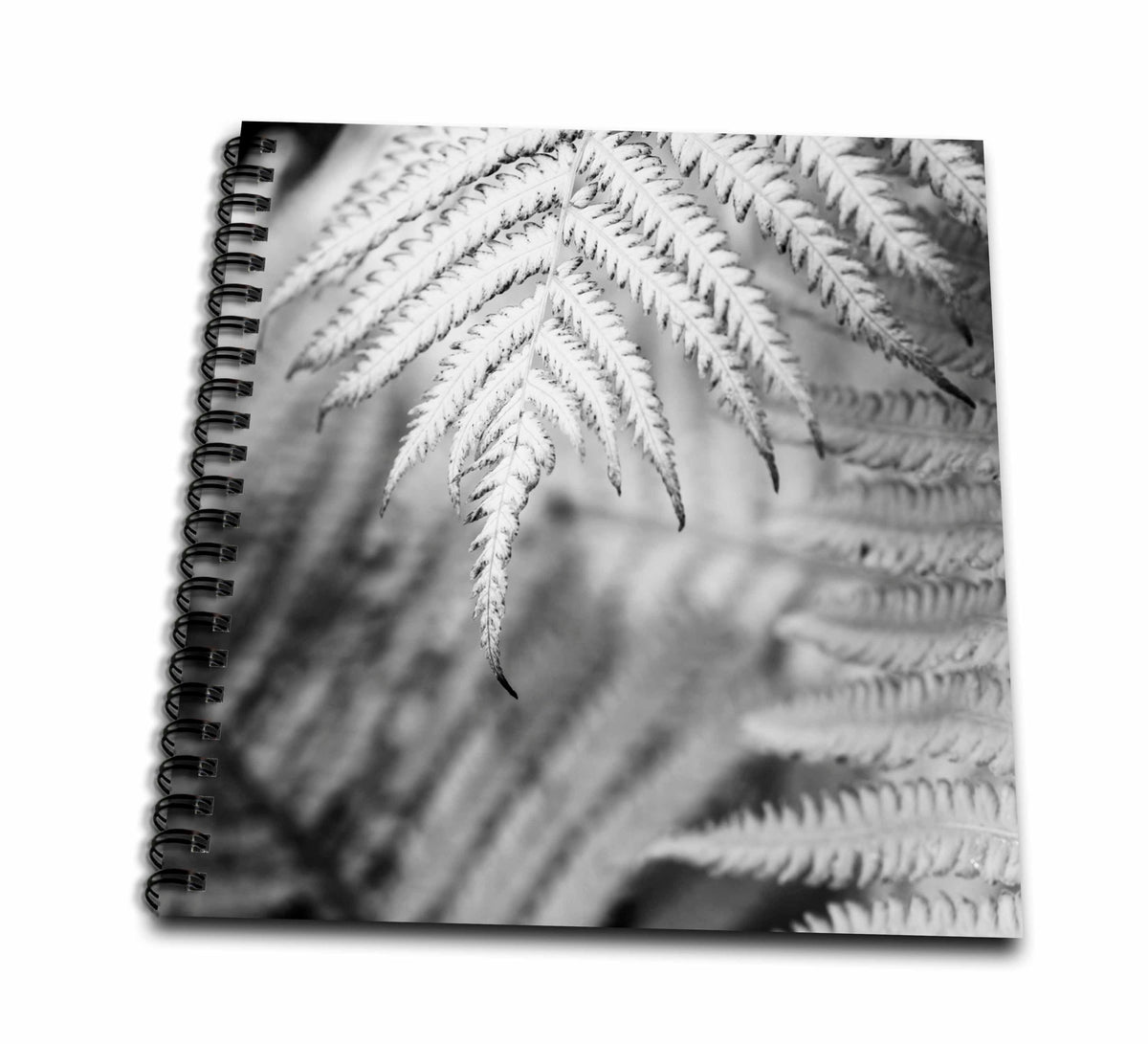 3dRose DanitaDelimont - Flora - Fern. - Drawing Books (db-380462)