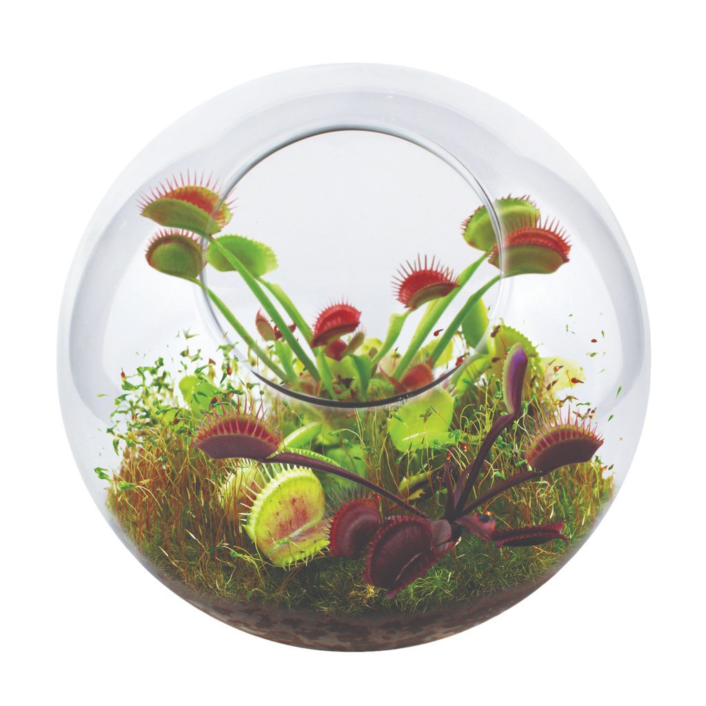 Flytrap Garden Glass Terrarium Seed Starting Kit