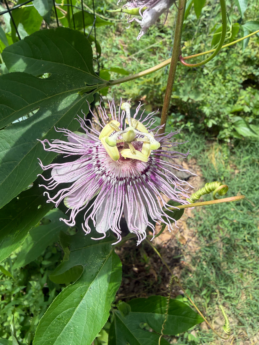Maypop Passionflower Live Plant