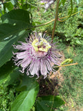 Maypop Passionflower Live Plant