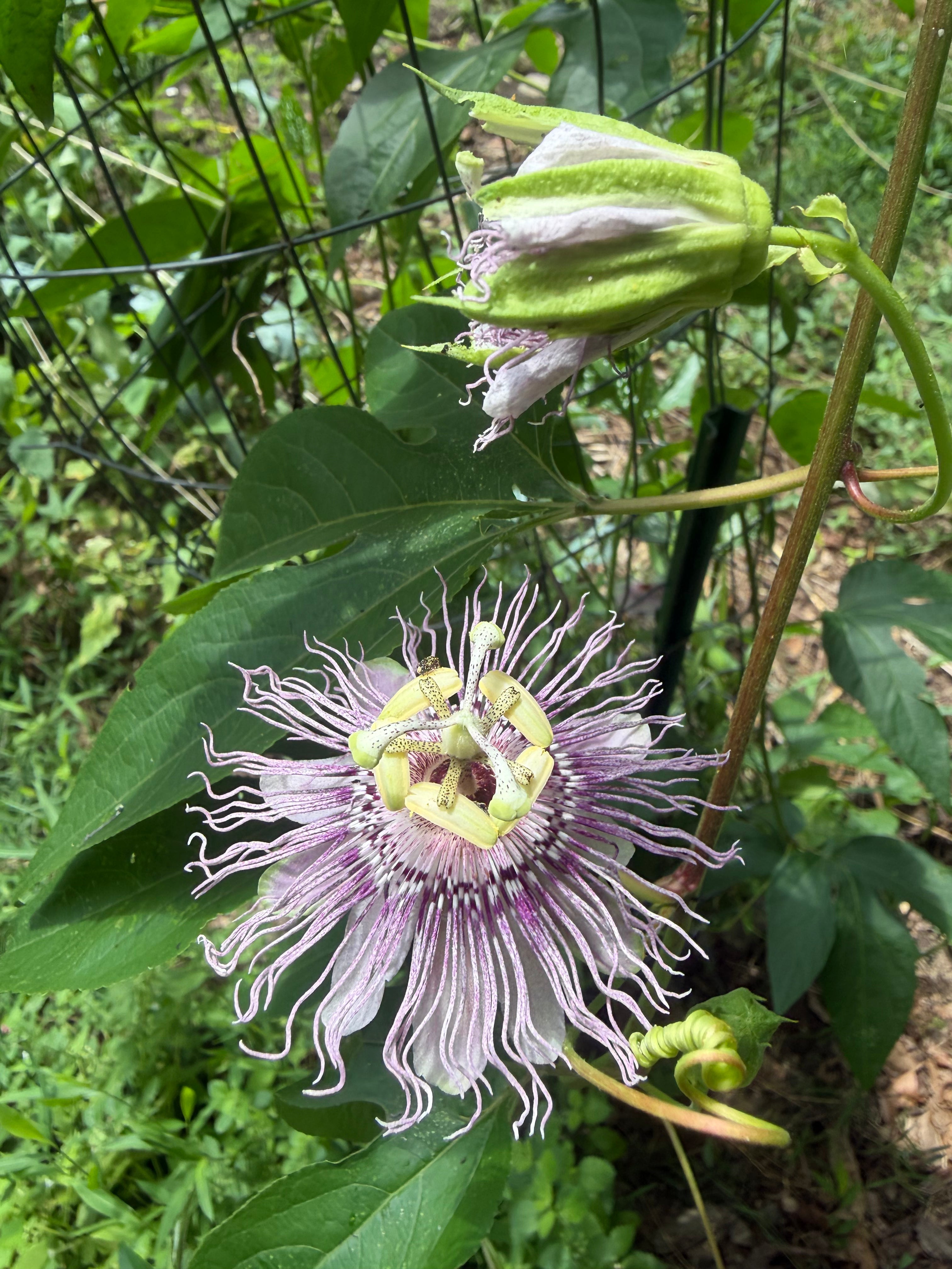 Maypop Passionflower Live Plant
