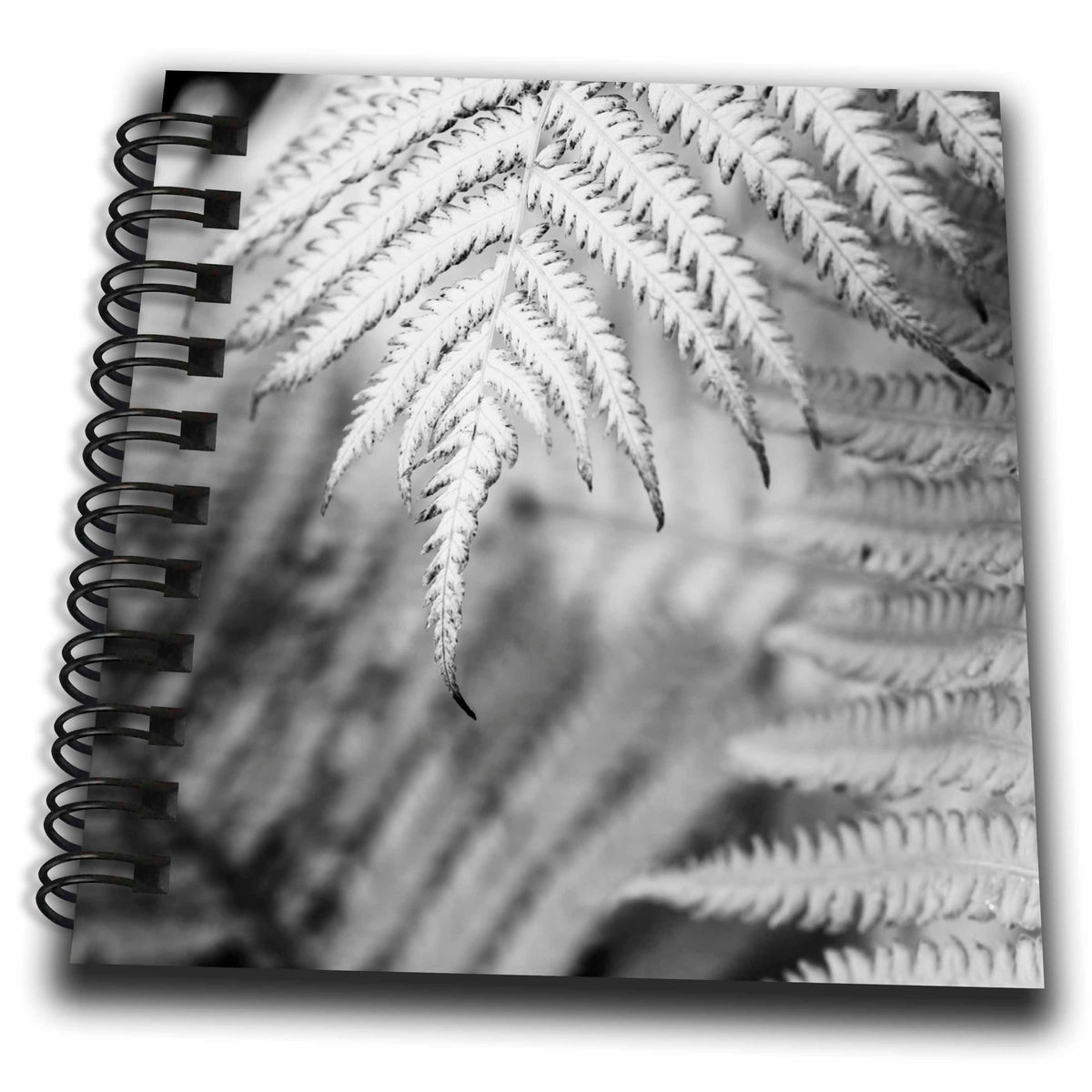 3dRose DanitaDelimont - Flora - Fern. - Drawing Books (db-380462)