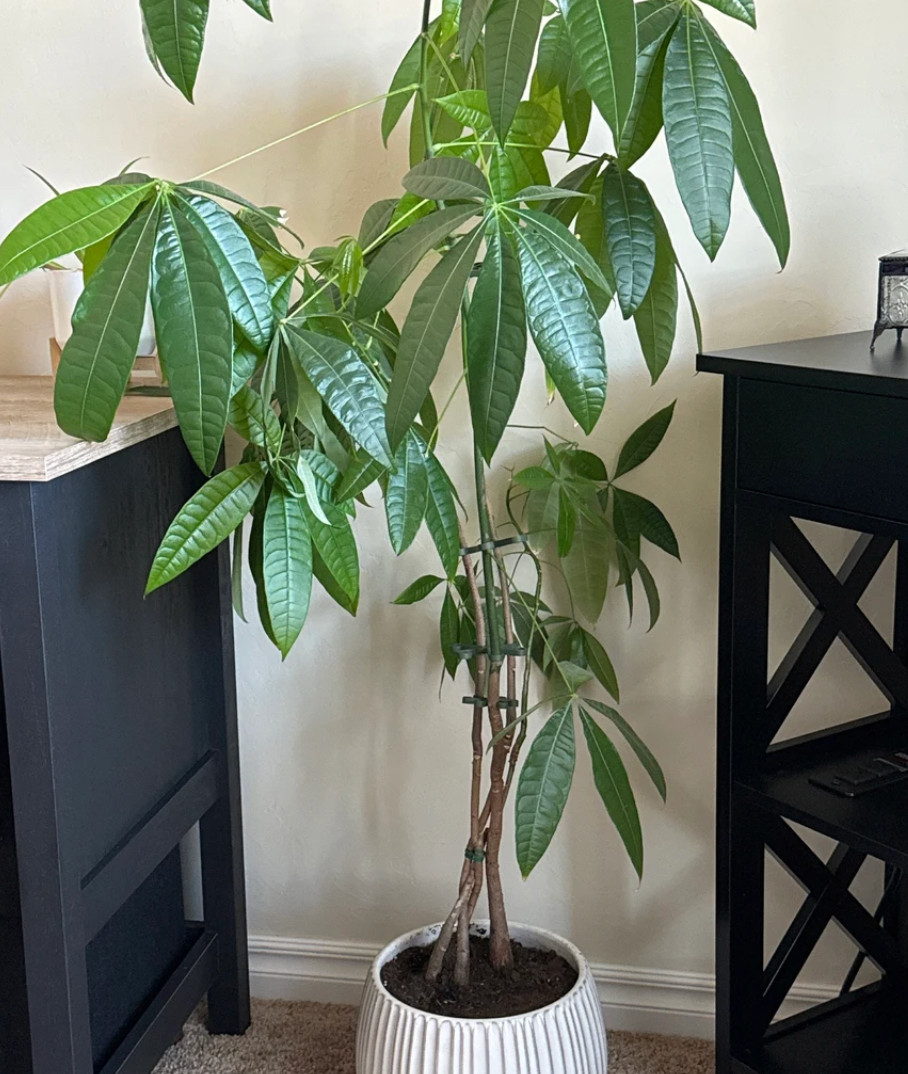 Plant Stem Supports