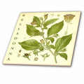 3dRose Belladonna Flower Plant Art Vintage Nature Homeopathy Botanical Print - Tiles (ct-365434)