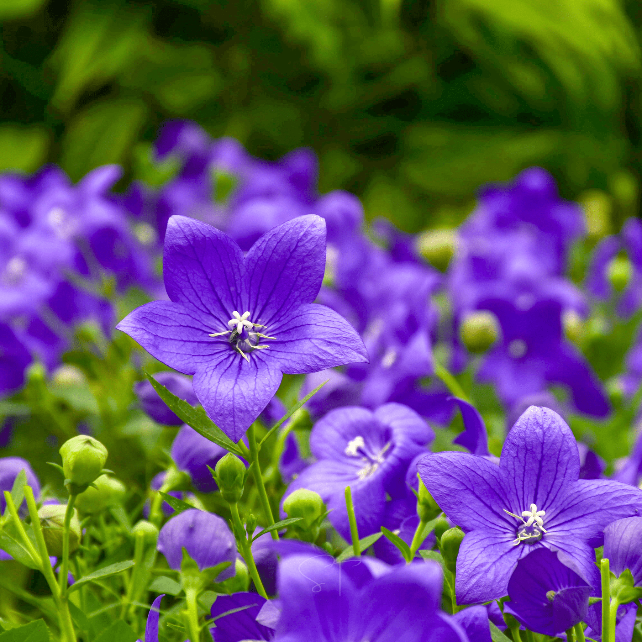 Blue Balloon Flower – 50 Seeds