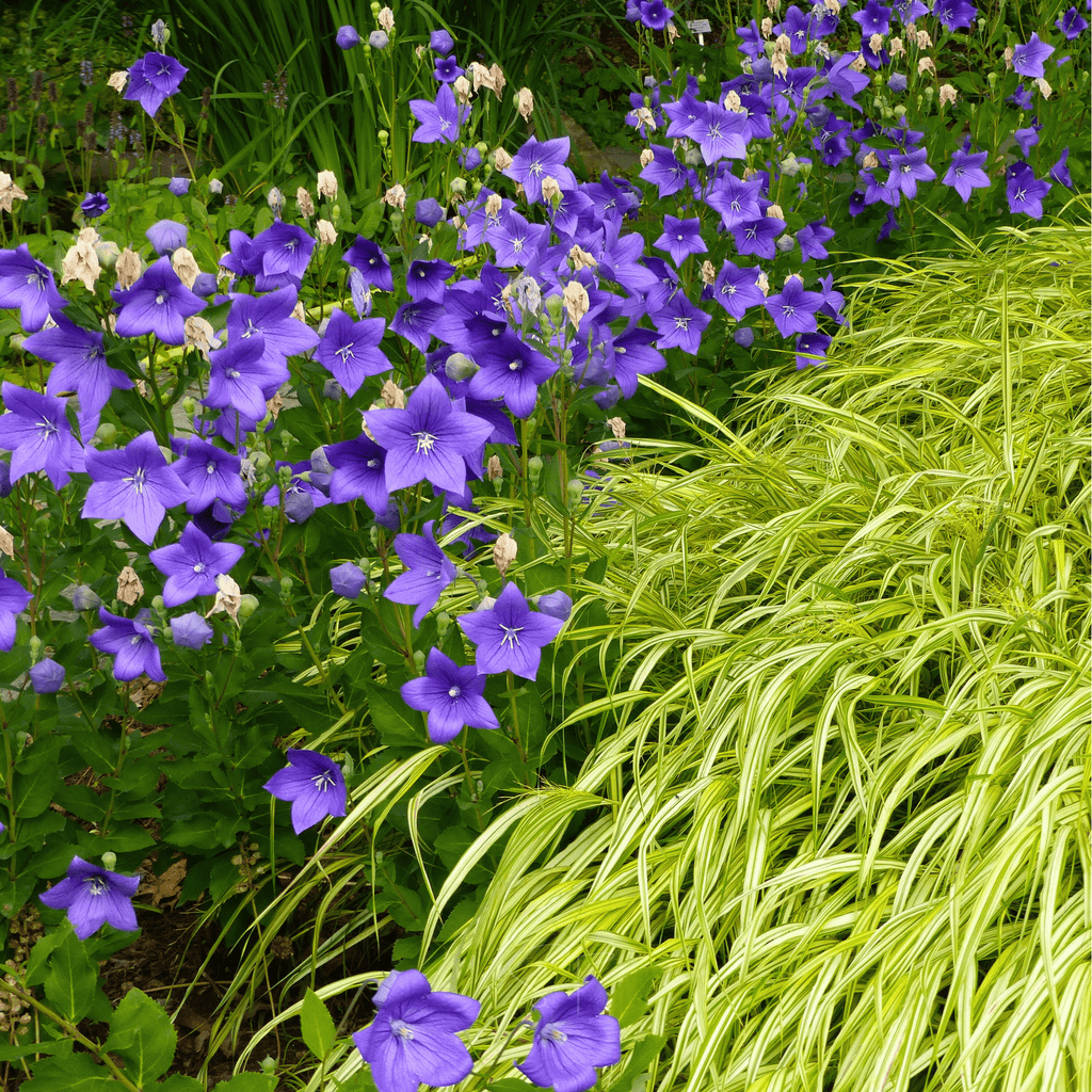 Blue Balloon Flower – 50 Seeds
