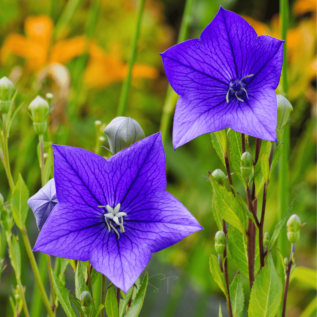 Blue Balloon Flower – 50 Seeds