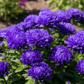 Dark Blue Paeony Duchess Aster – 50 Seeds