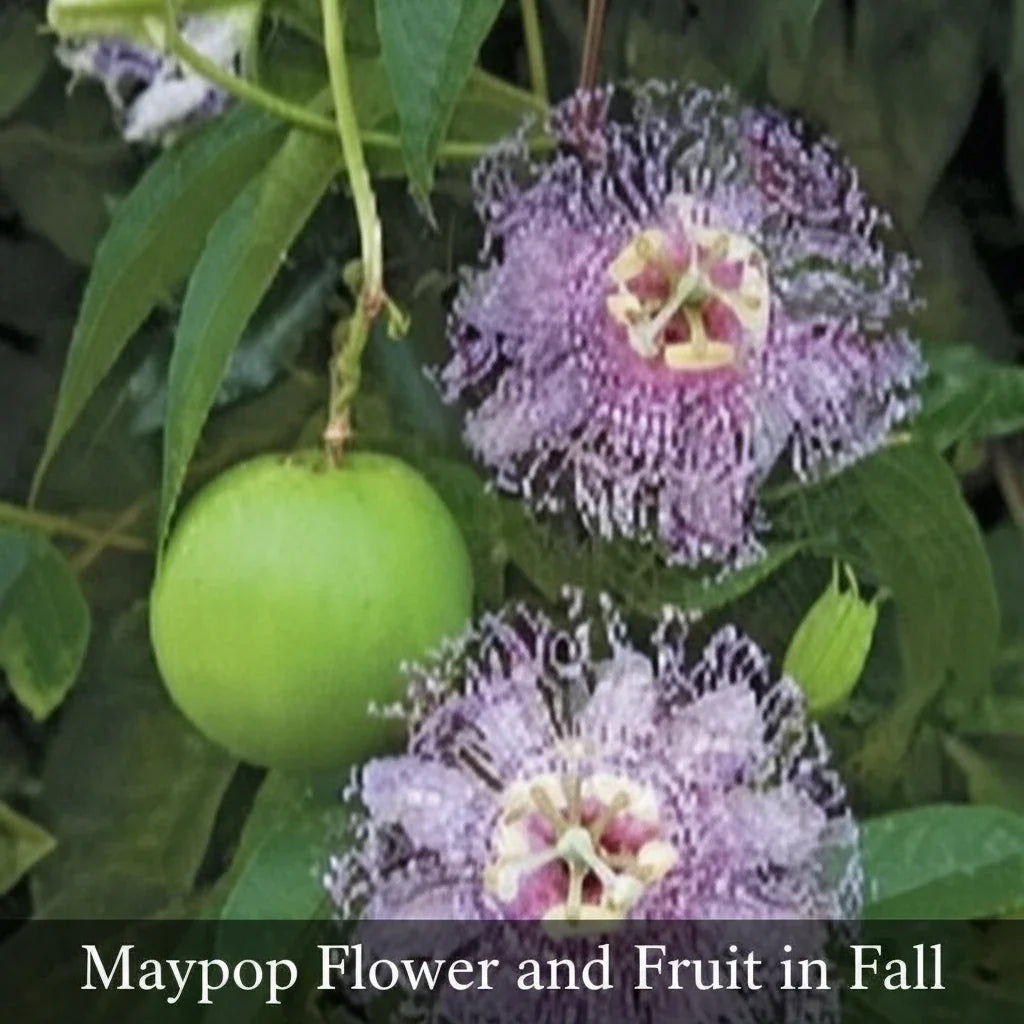 Maypop Passionflower Live Plant