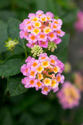 Mozelle Hardy Lantana Live Plant
