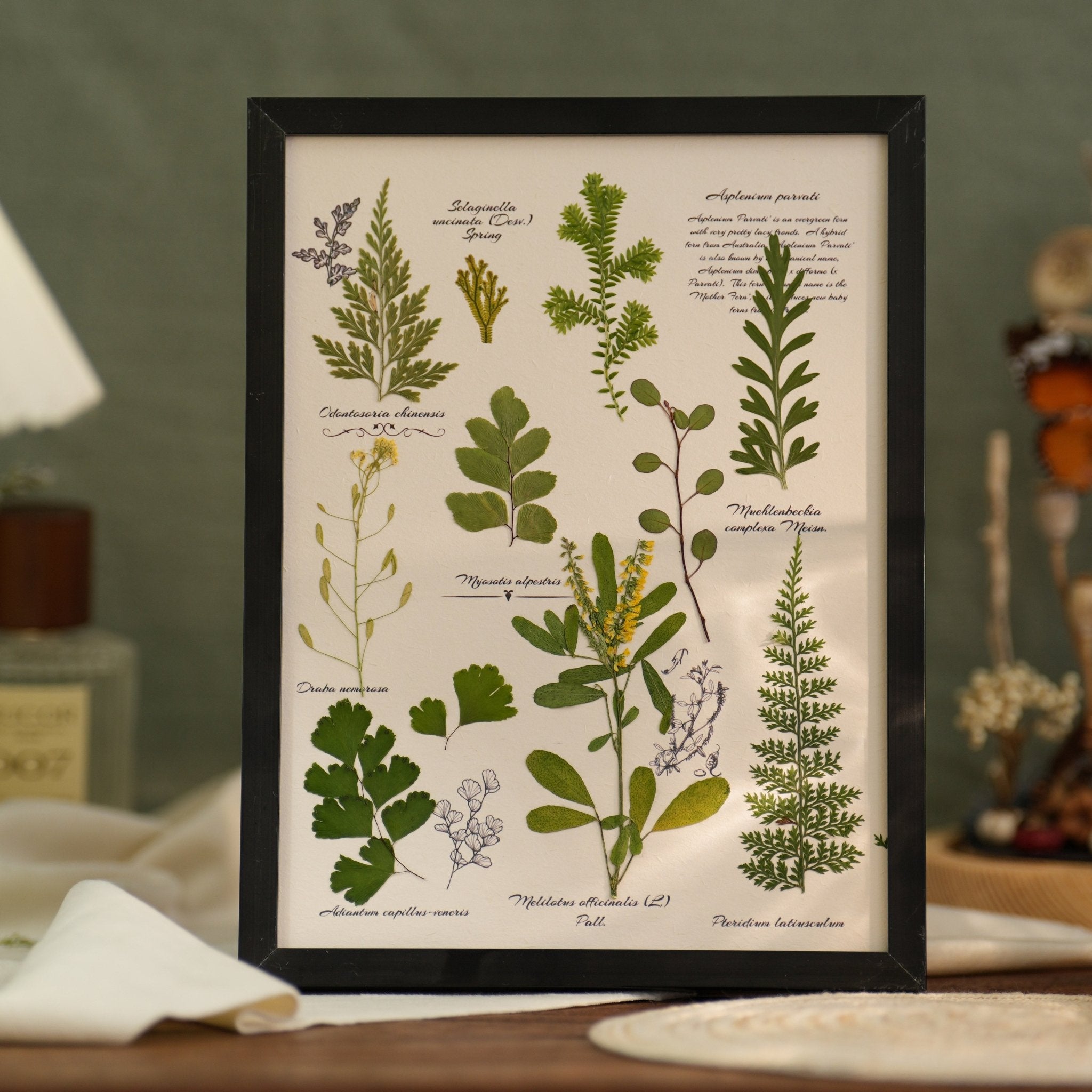 "The Botanist's Journal" Pressed Flower Art Frame