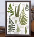 "The Grand Herbarium" Pressed Fern Flower Art